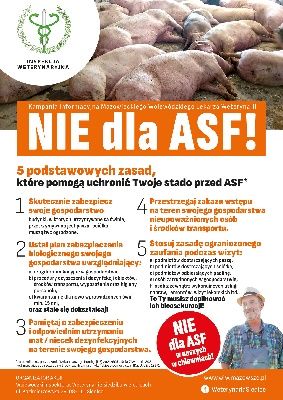 Grafika przedstawia plakat afrykańskiego pomoru świń