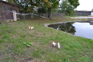 Omięcin