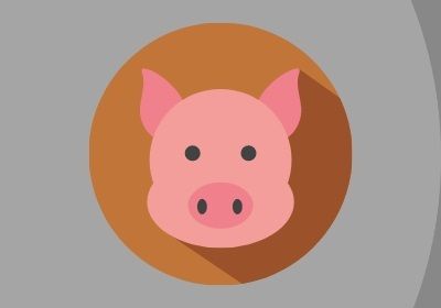 ASF, czyli afrykański pomór świń. Na obrazku animowana świnka na szarym tle.
