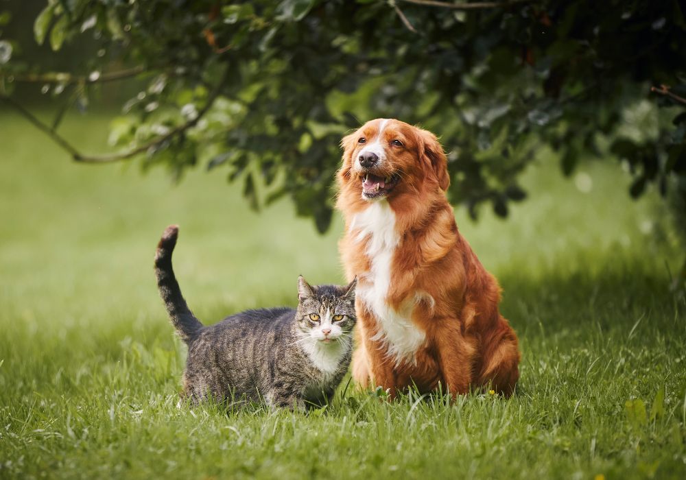 images/stories/2024/zwierzetaduza.jpg#joomlaImage://local-images/stories/2024/zwierzetaduza.jpg?width=1000&height=700